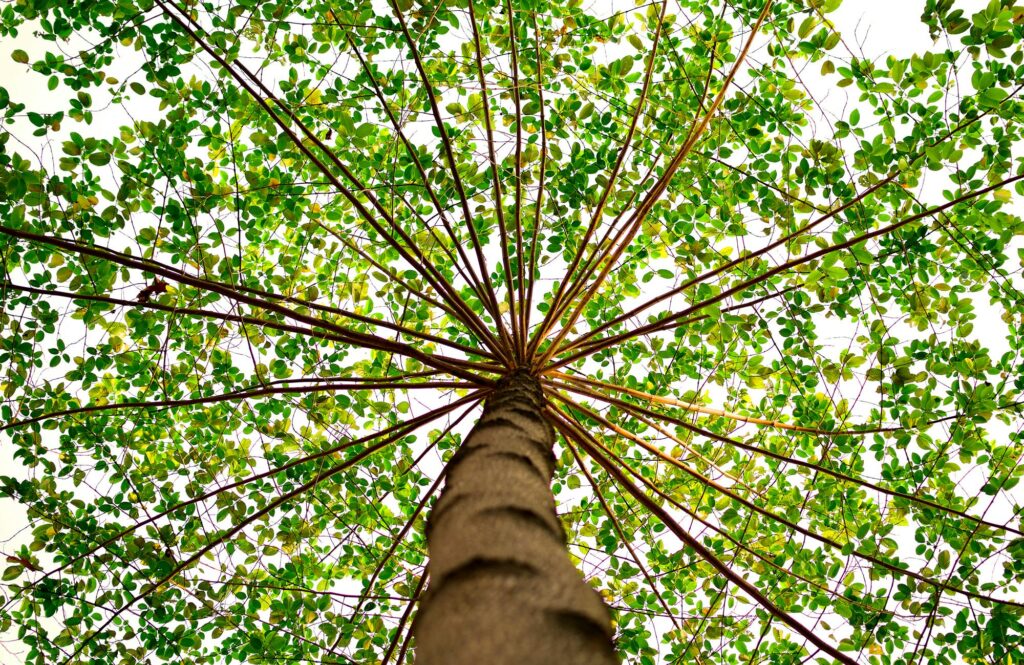 pexels-photo-91153-91153 A mesmerizing view from beneath a tall tree with a lush green canopy.
